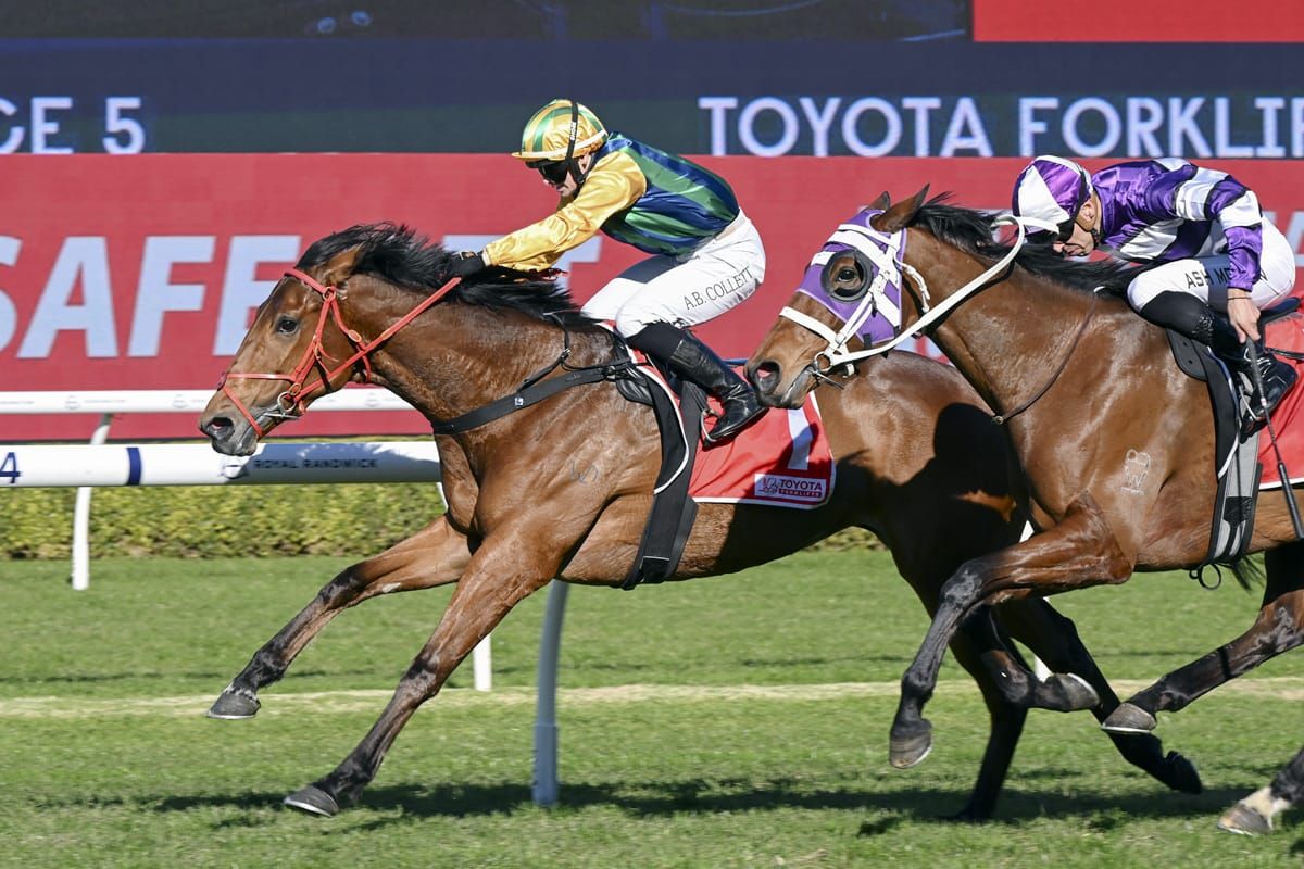 Former southern mare on big stage in Sydney