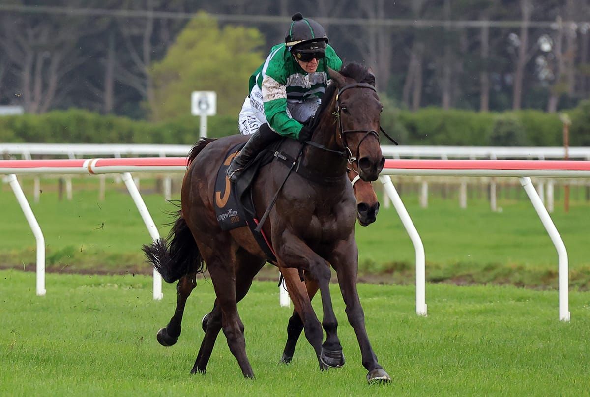 NZ Cup campaign on track for Who Knows
