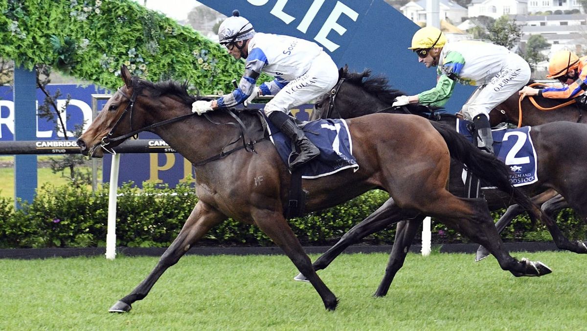 Lollapalooza primed for open grand final