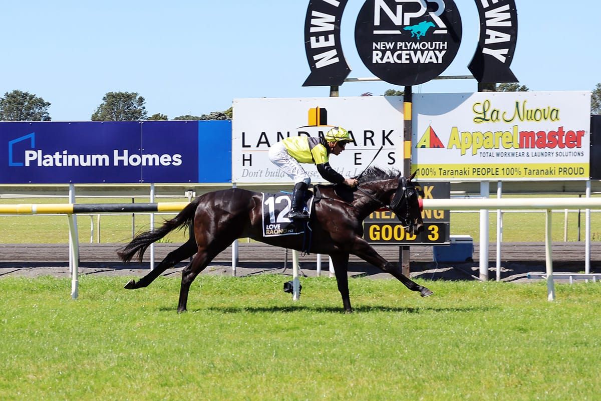 Derryn filly gives Patterson déjà vu