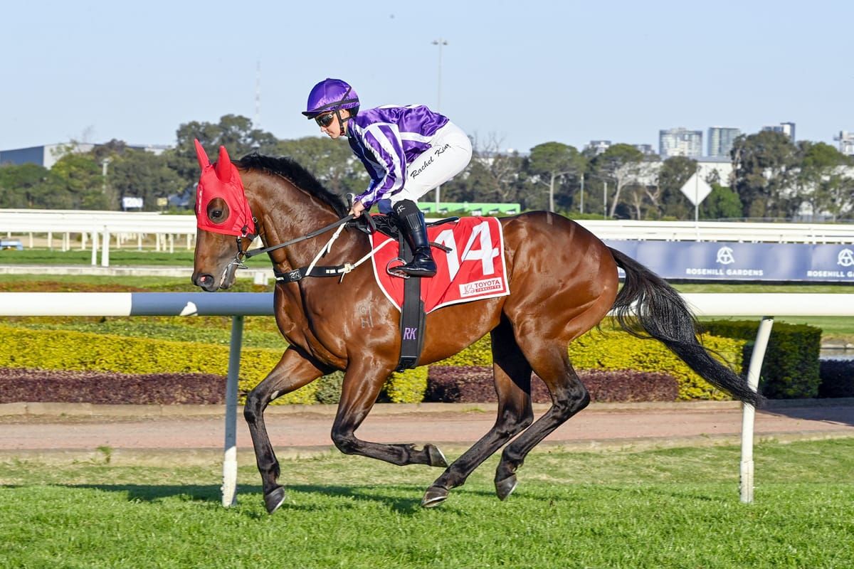 Coolmore entire to make NZ debut