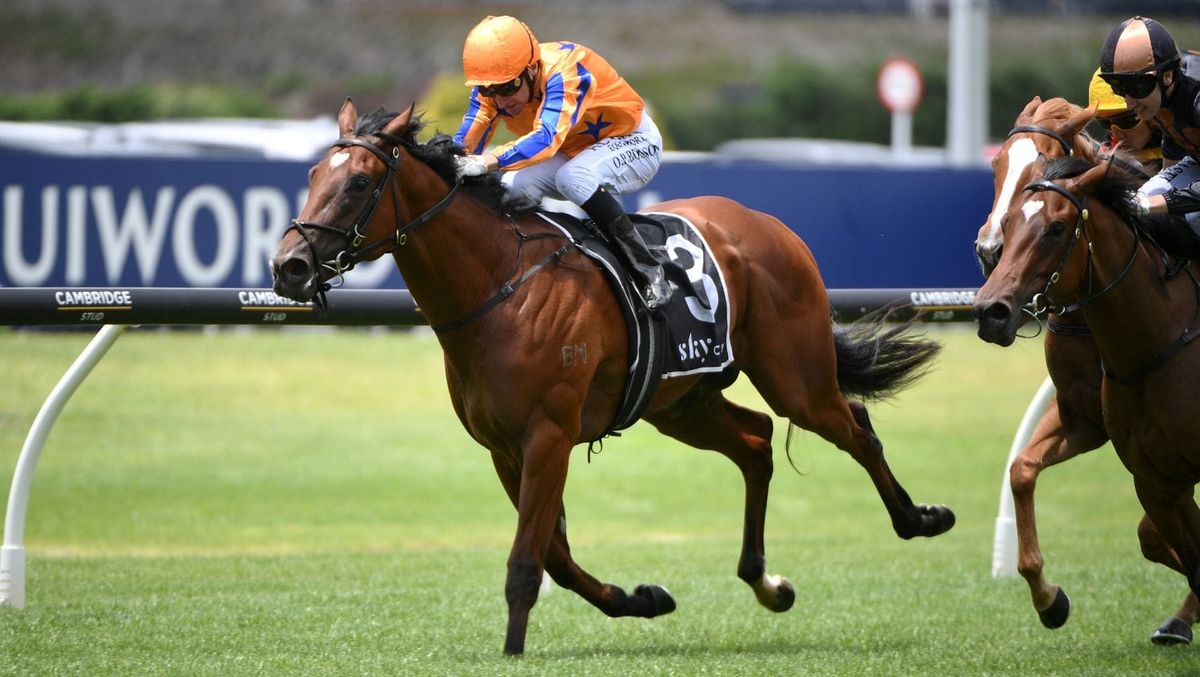 Highview colt flying high toward Millions