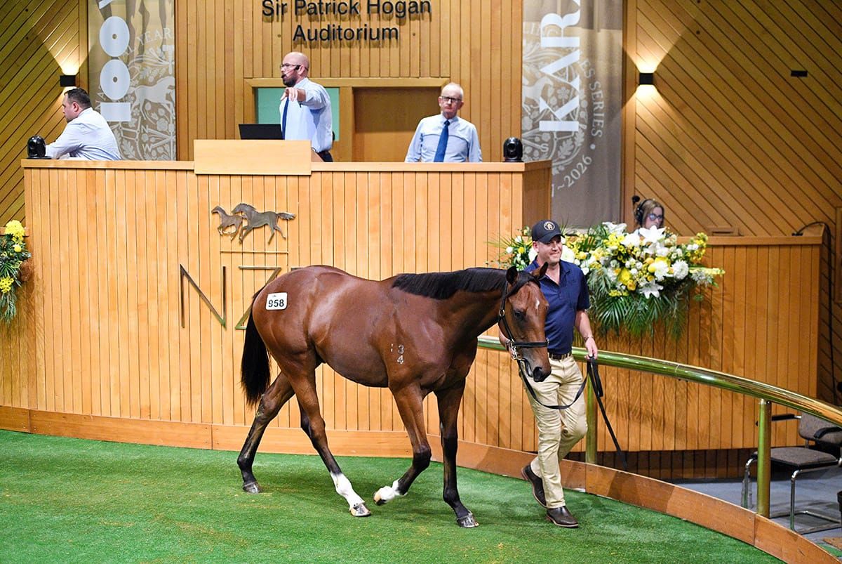 Stellar Summer Sale Closes out Karaka 2026