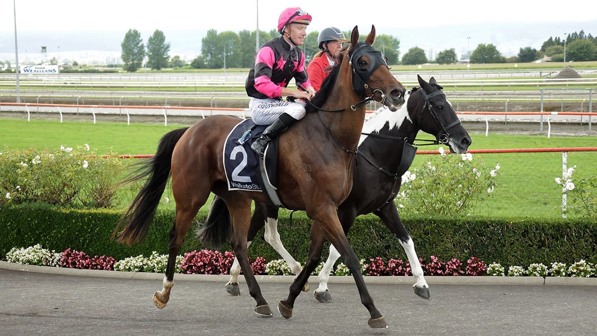 Diamond Jak shines brightly in Matamata gloom