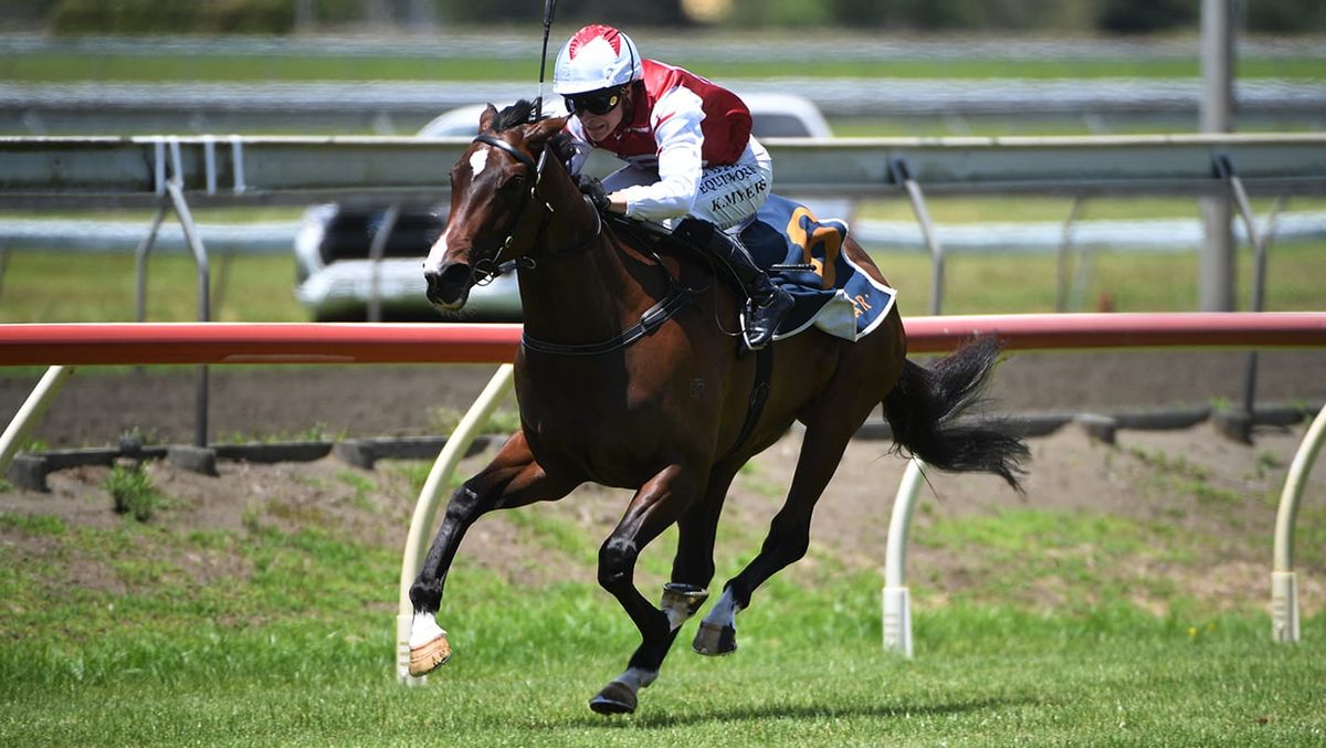 OTI purchase quality Kiwi 2YO