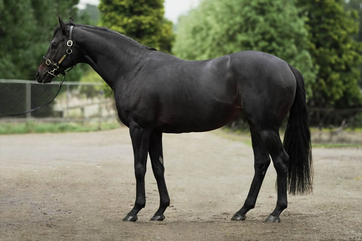 Popular Alflaila heads White Robe roster