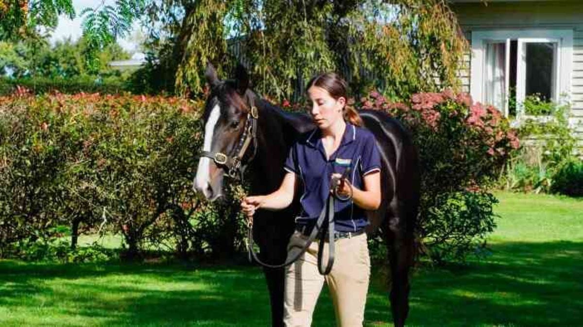 Online Yearling Sale Postponed to Wednesday