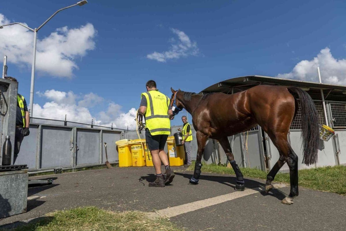 New Zealand horses cleared for travel to Malaysia
