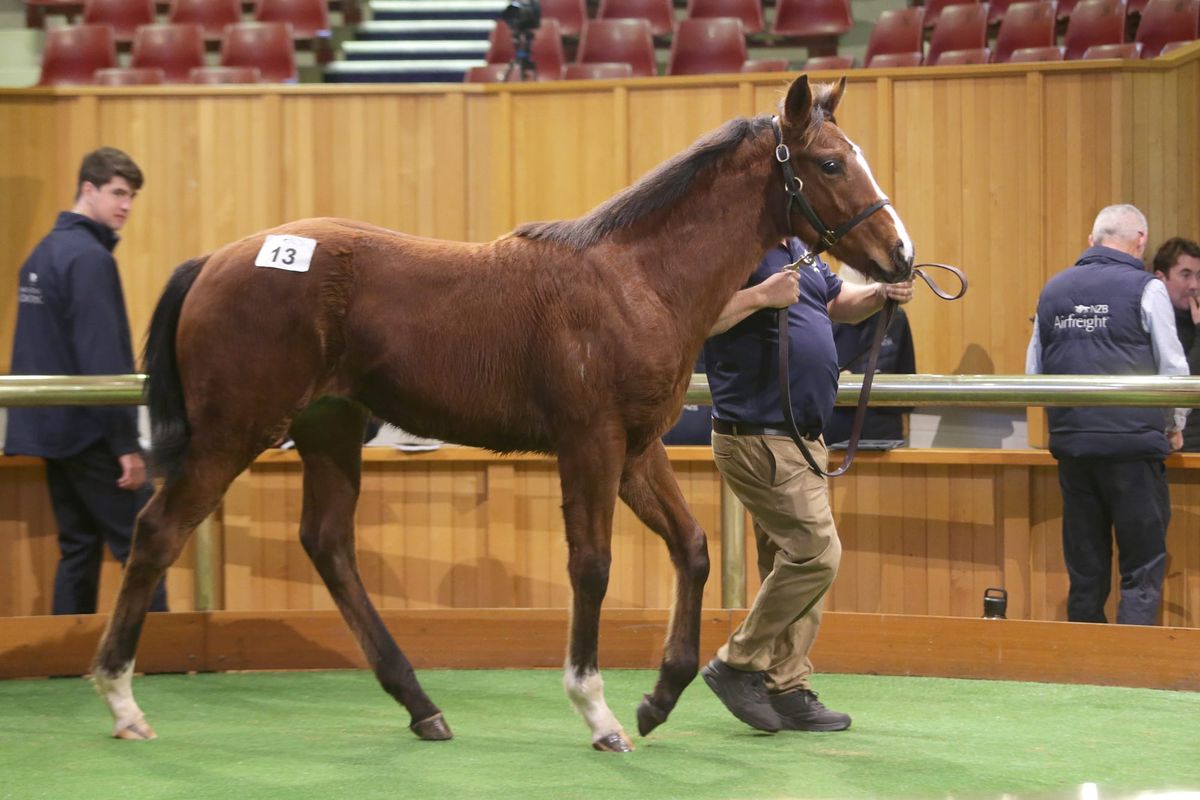 Last Chance to Enter 2026 National Weanling Sale