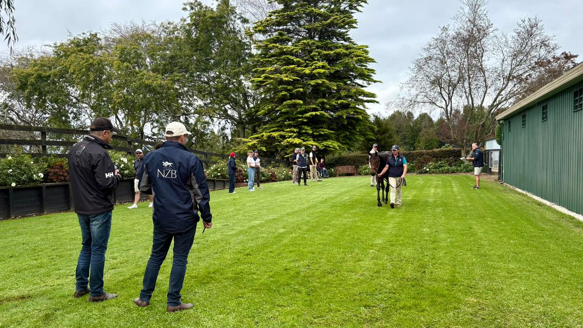 Bidding Underway for National Online Yearling Sale