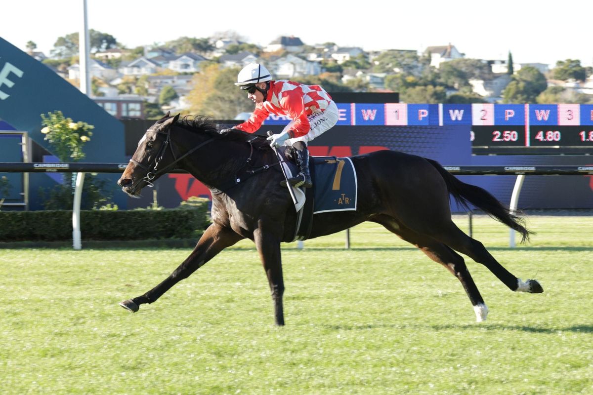 Grinzinger Moon continues unbeaten NZ run