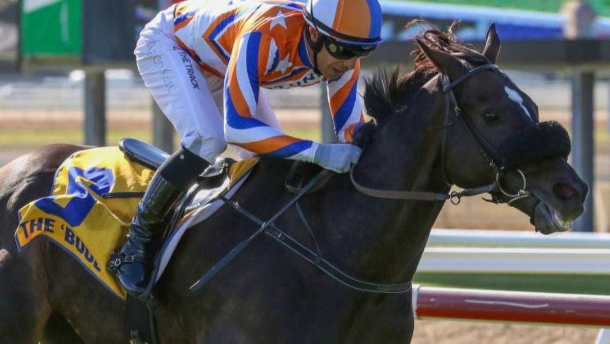 Million-dollar jumper returning home for career swansong