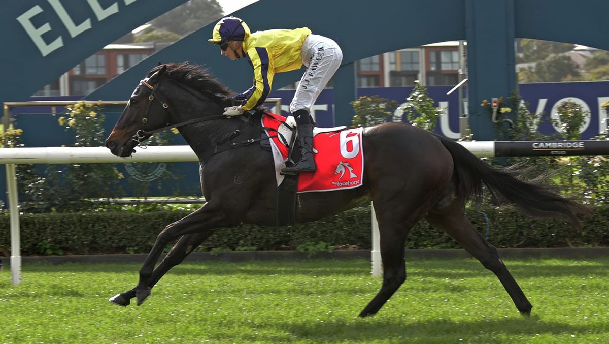 Wexford filly pounces at Ellerslie