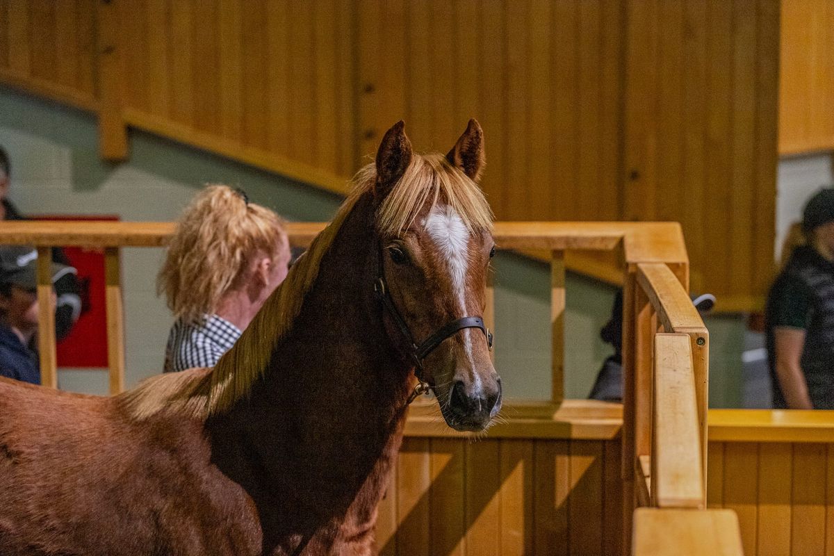 Catalogue Highlights to Set the Scene at National Weanling Sale