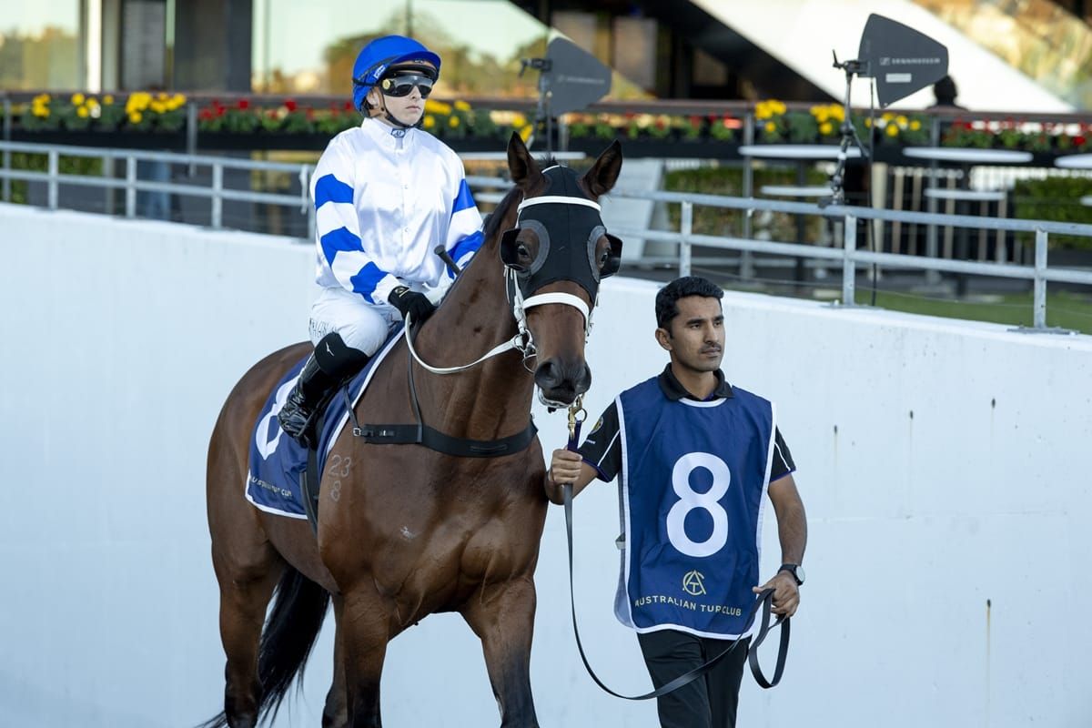 Bread-and-butter stayer chasing Cup crown