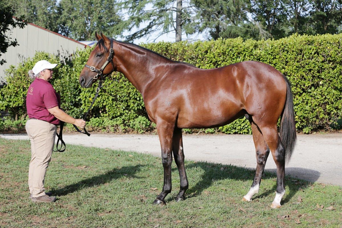 Stayers Cup test for improving Tulloch Lodge gelding