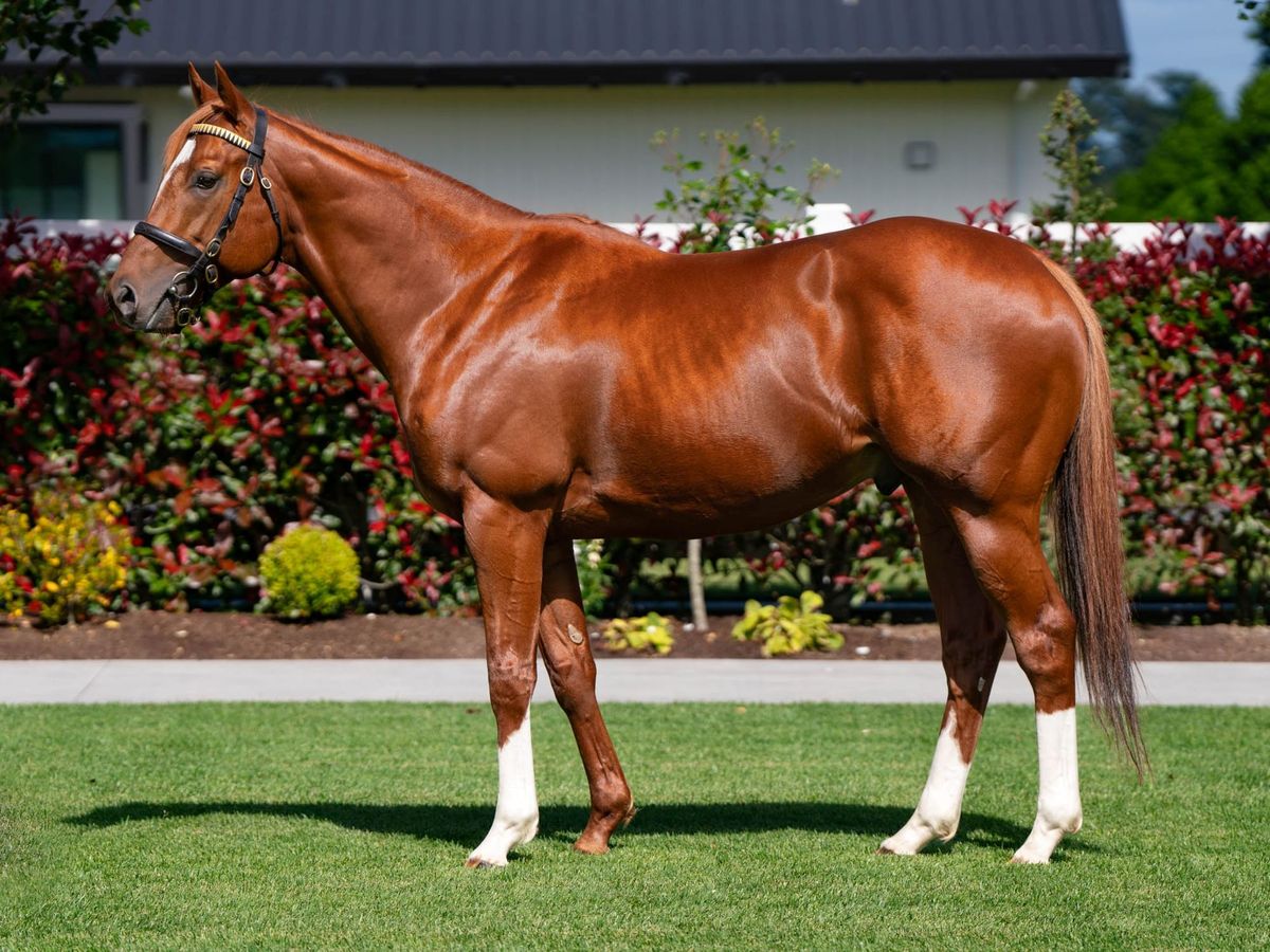 Cambridge Stud to offer nine-strong weanling draft at Karaka