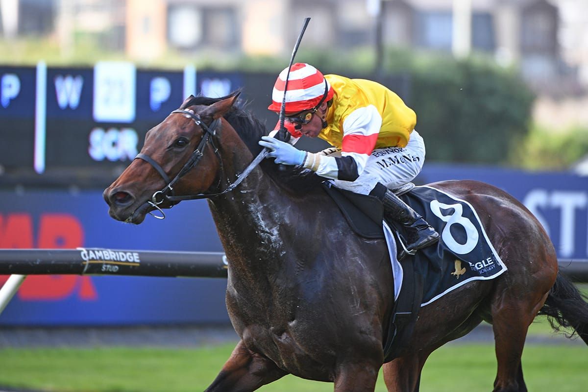 Free Bird set to take flight at Ellerslie