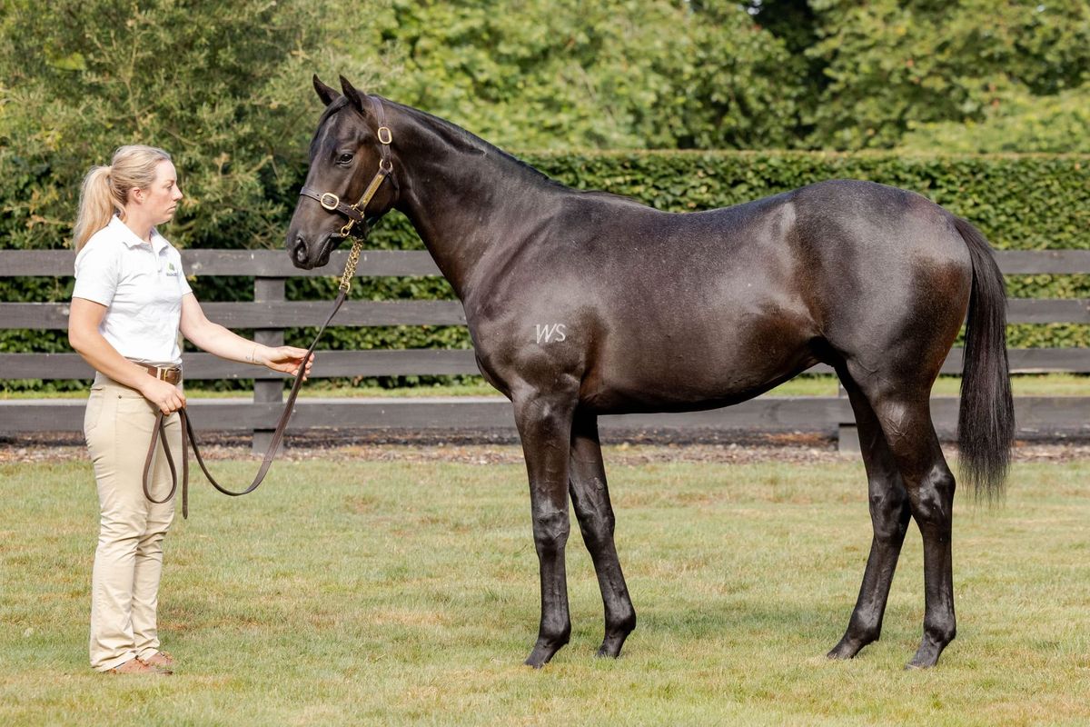 Hailstones hits the ground running for Noverre