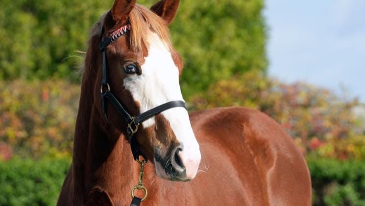 Snitzel’s son Mr Mozart a popular newcomer