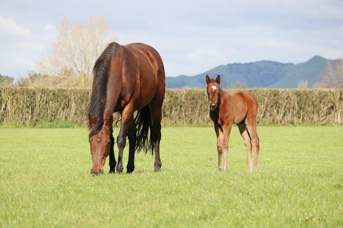 Ka Ying Rising puts his Kiwi breeders on the map