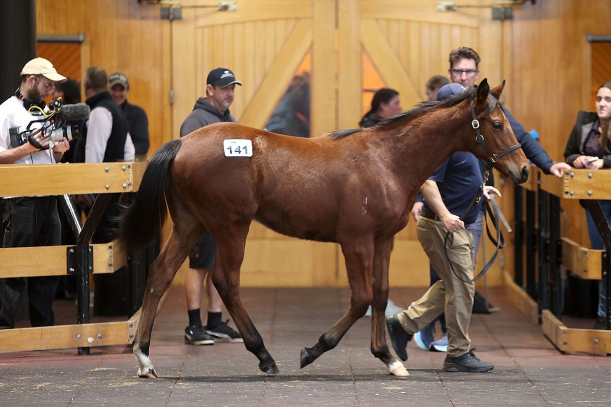 Paddington makes late impact in National Weanling Sale