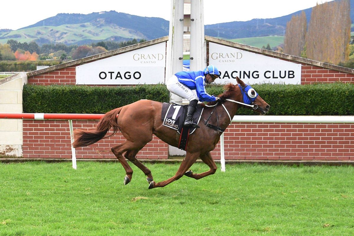 Strobe Light seeking to shine at Wingatui