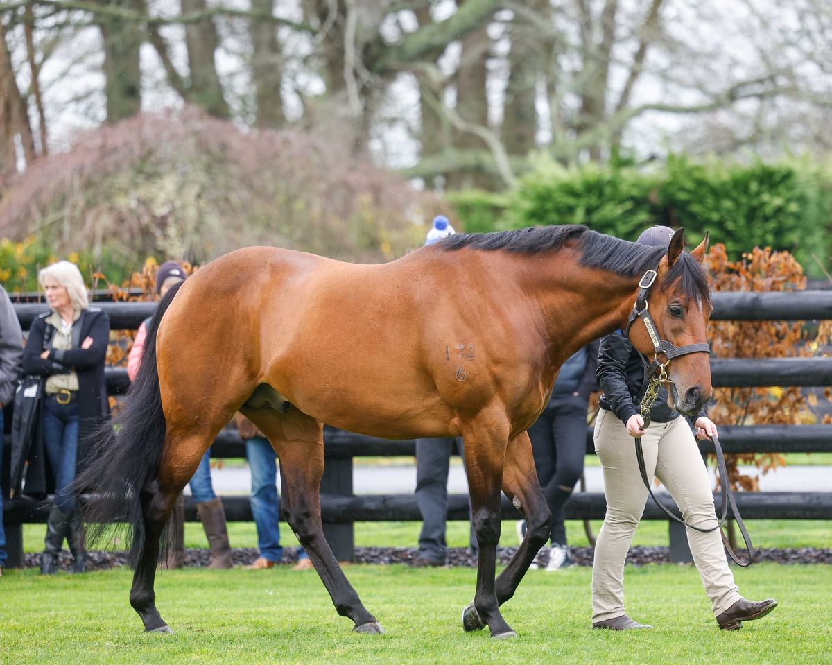 2025 NZ Stallion Coverings