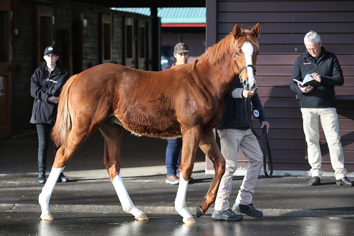 Chaldean makes big statement with first Karaka weanling