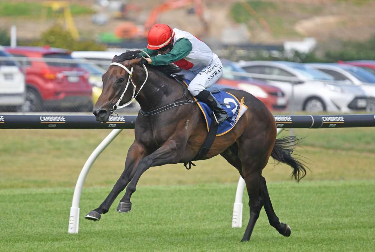 Stakes-performed Marsh mares on the market in Breeding Stock Sale