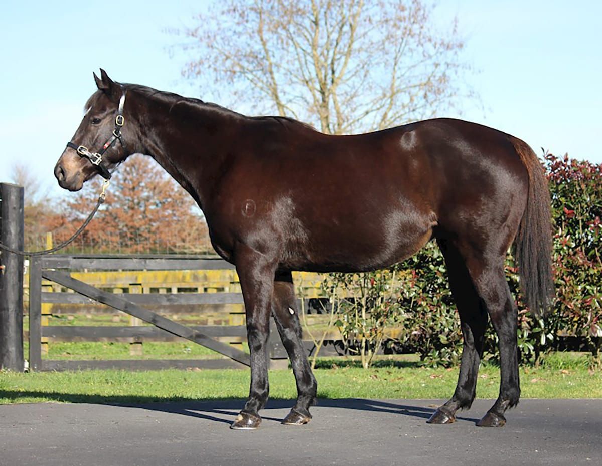 Savabeel factor in National Online Breeding Stock Sale