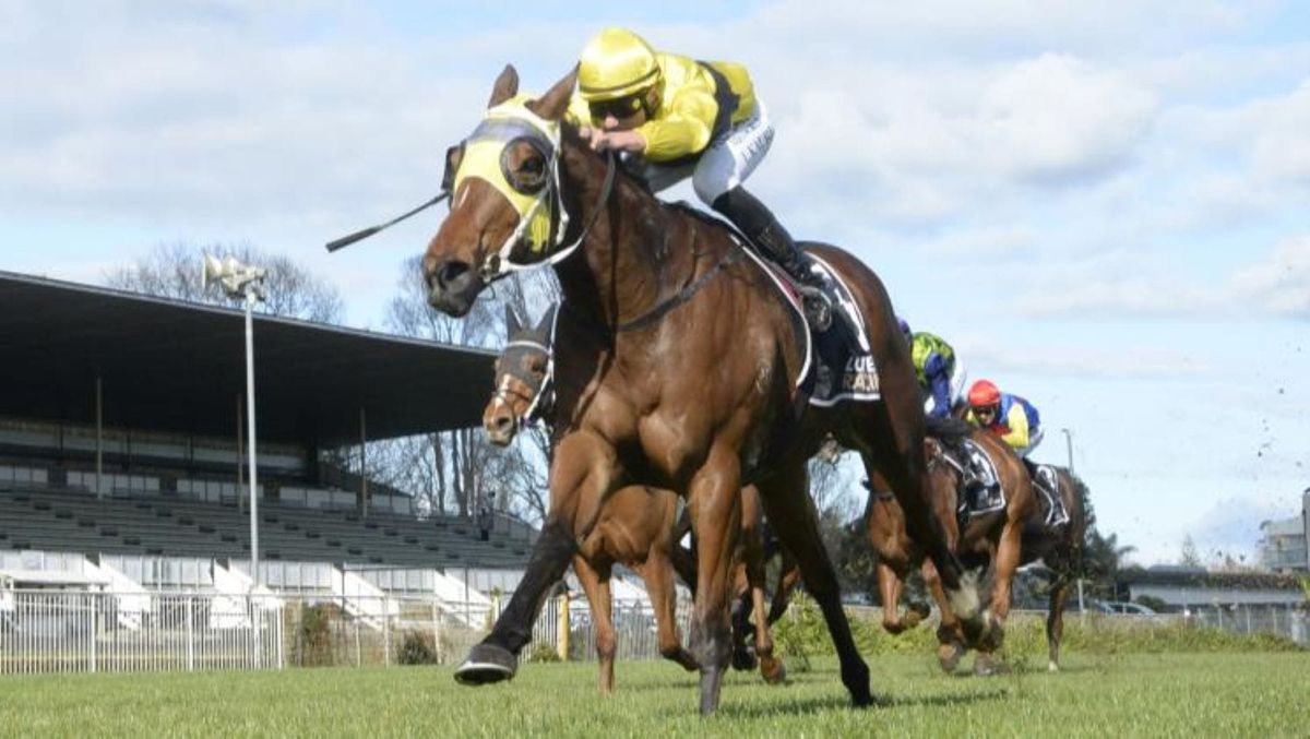 Local gelding to take new road at Cambridge