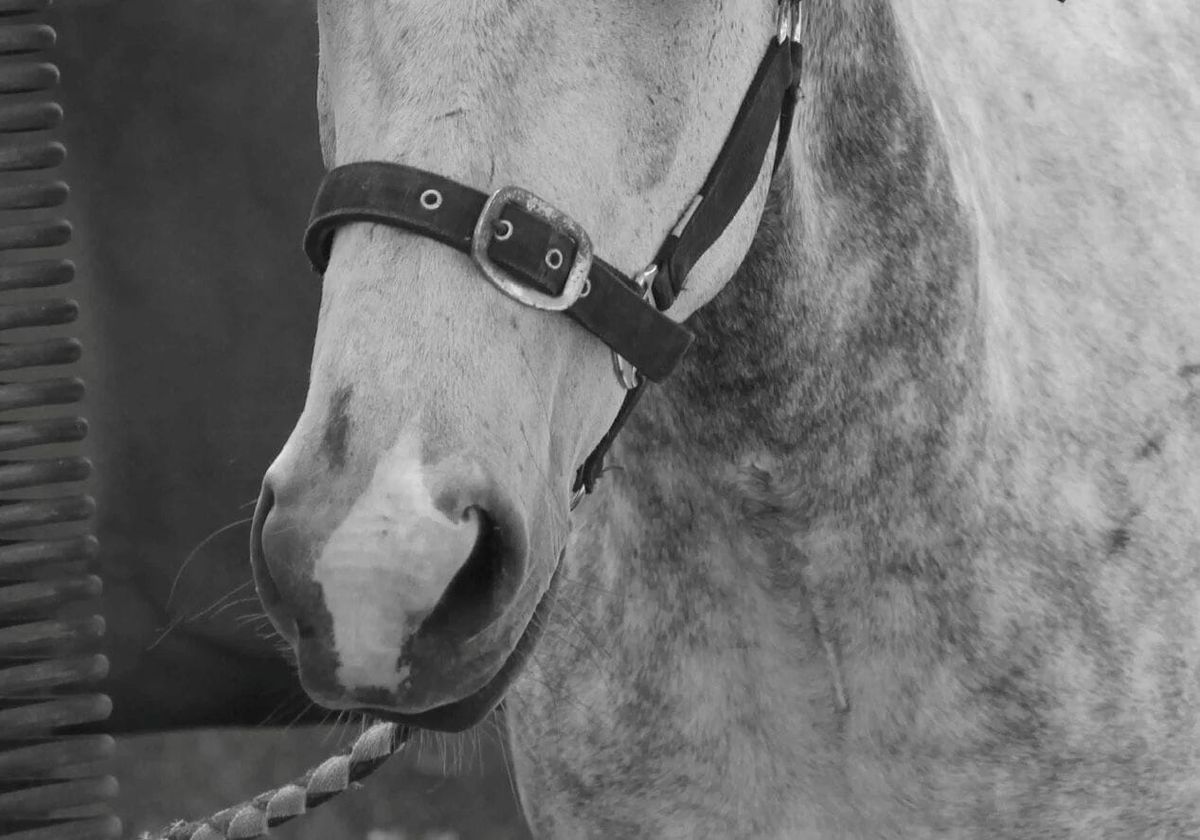 Strangles outbreak prompts new racing protocols