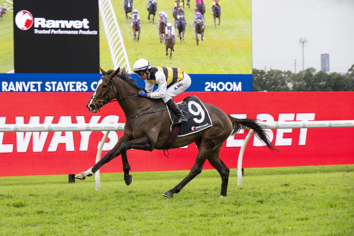 King Pedro overcomes the odds to take Grafton Cup