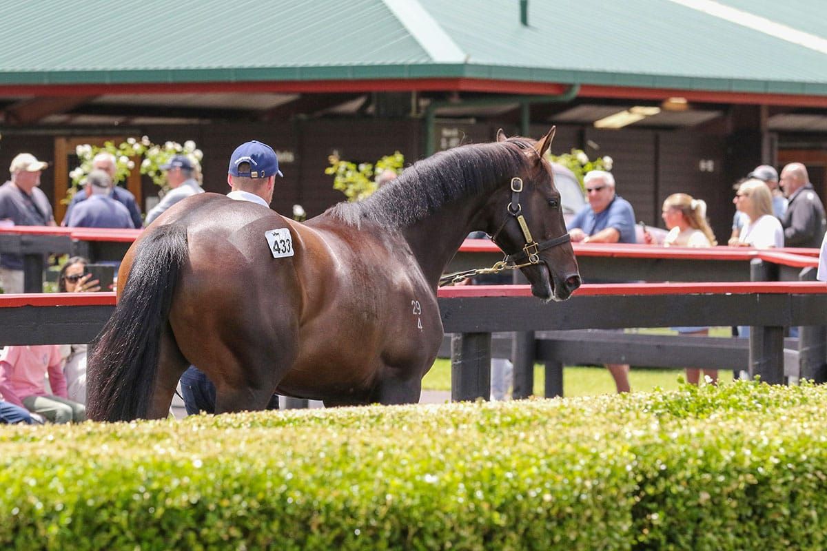 Karaka 2027 Entries Close Today