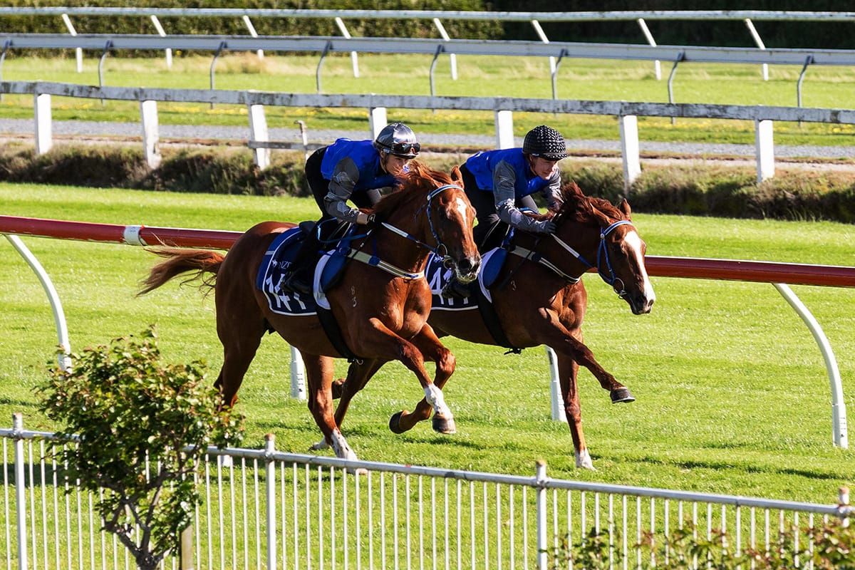NZB Unveil Unrivalled Ready to Run Sale Catalogue