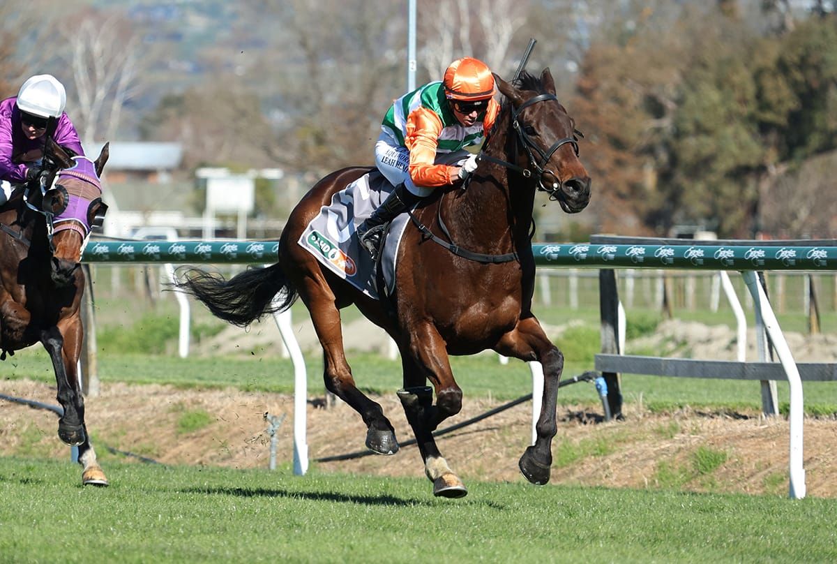 Handy win for Knock Off at Hastings
