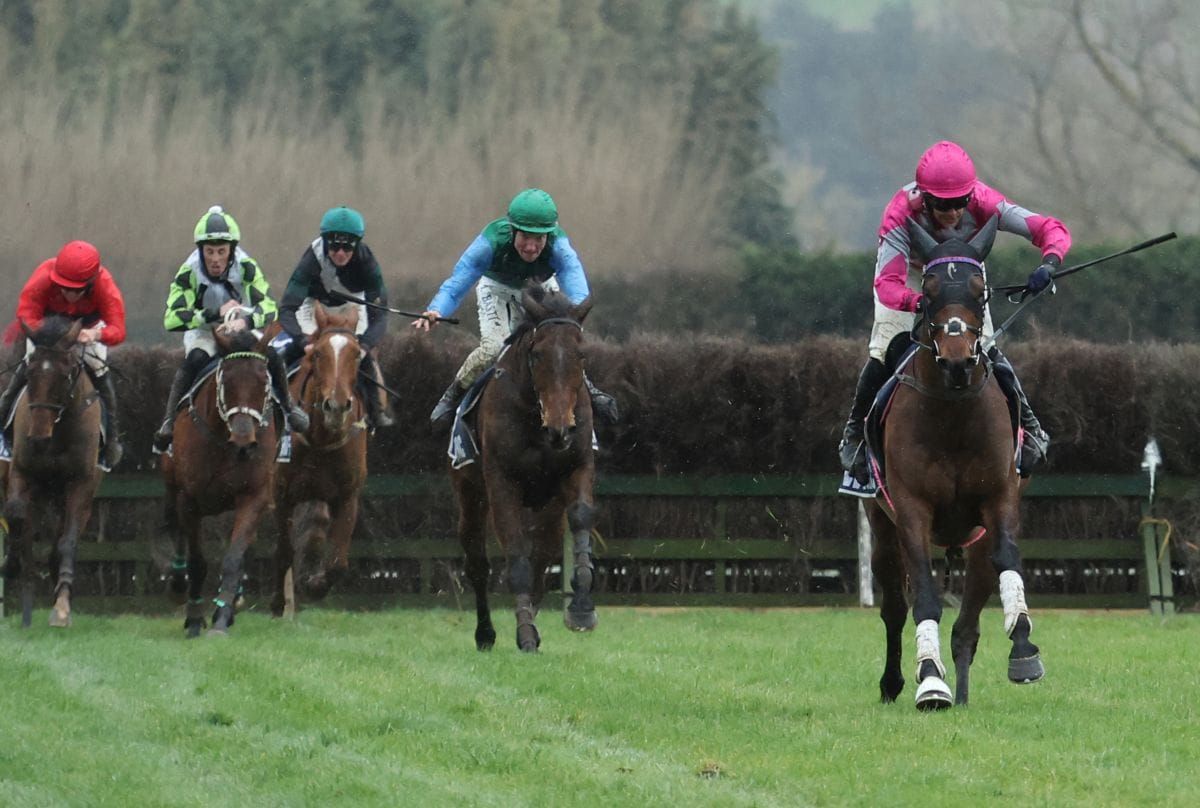 Te Aroha feature on the cards for Saint Bernard