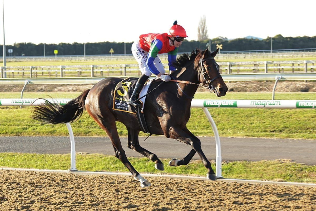 Hamilton trainers chasing polytrack riches