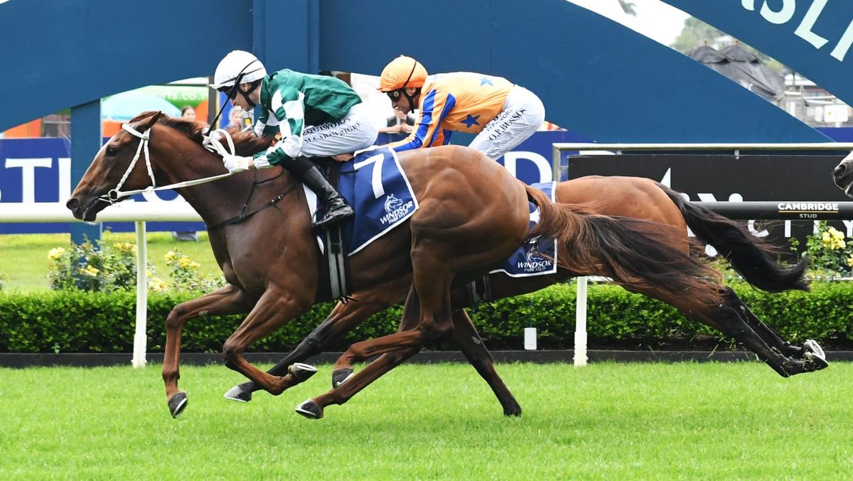 Well Written impresses in Taupo trial win