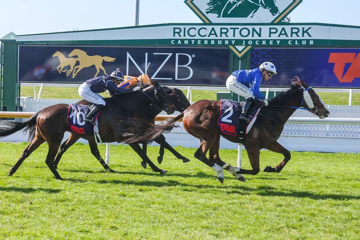 Beast building nicely towards New Zealand Cup
