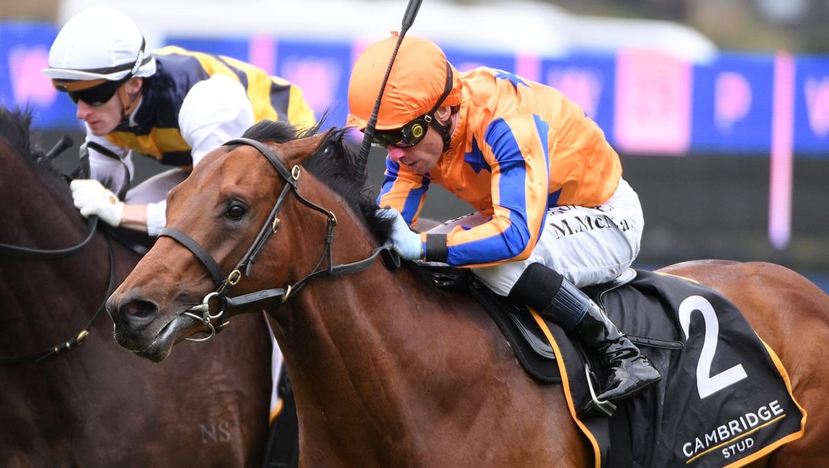 All roads lead to Riccarton for impressive colt