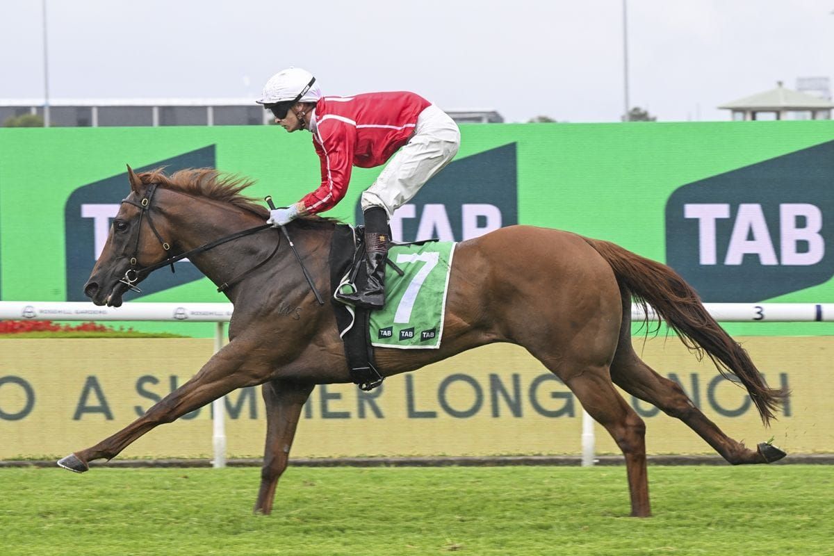 Consistent Cross Tasman to go one better