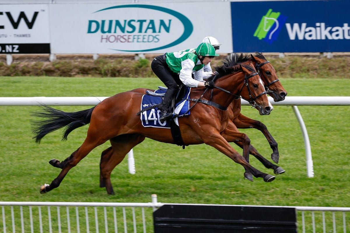 NZB Ready to Run Sale Yields Remarkable Returns