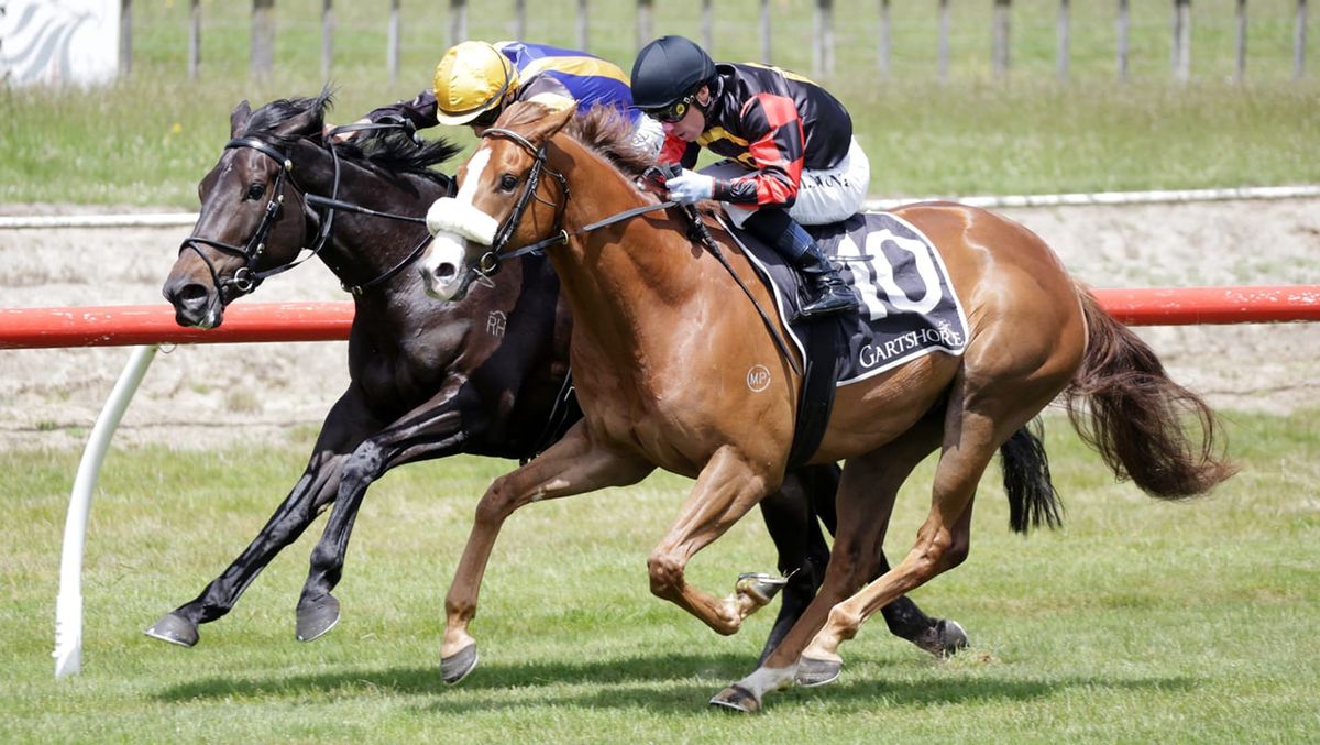 Cole stable strikes early at Tauranga