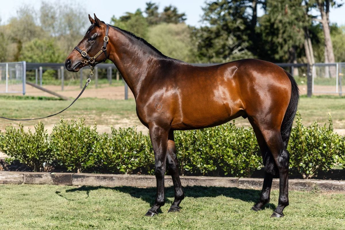 Five lots to watch at the NZB Ready To Run sale