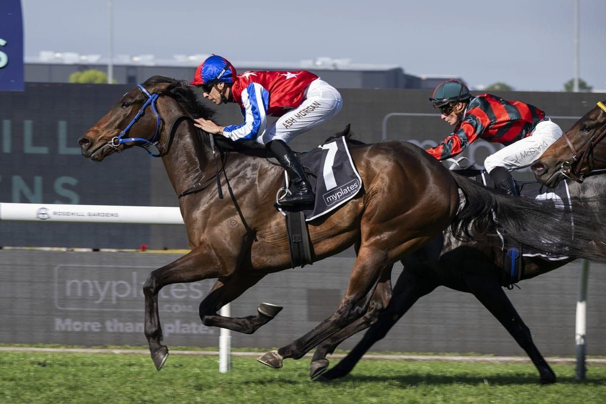 Morgan’s Wonder horse ready for Spring peak