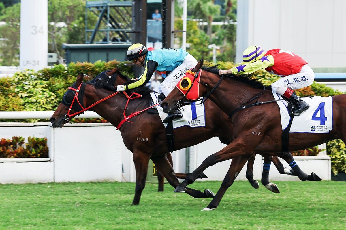Raging Blizzard heads Sha Tin quintet with New Zealand connections