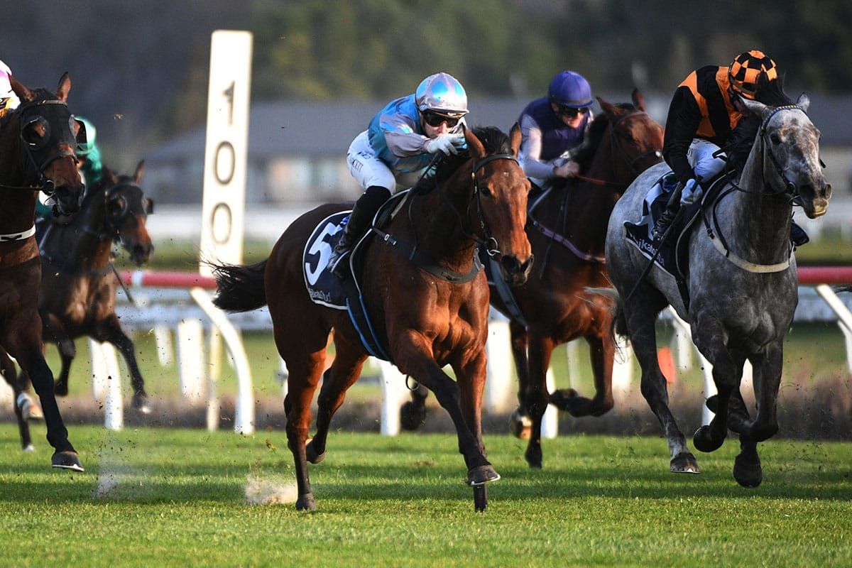 Tenfoot Tall thriving ahead of Poverty Bay Cup
