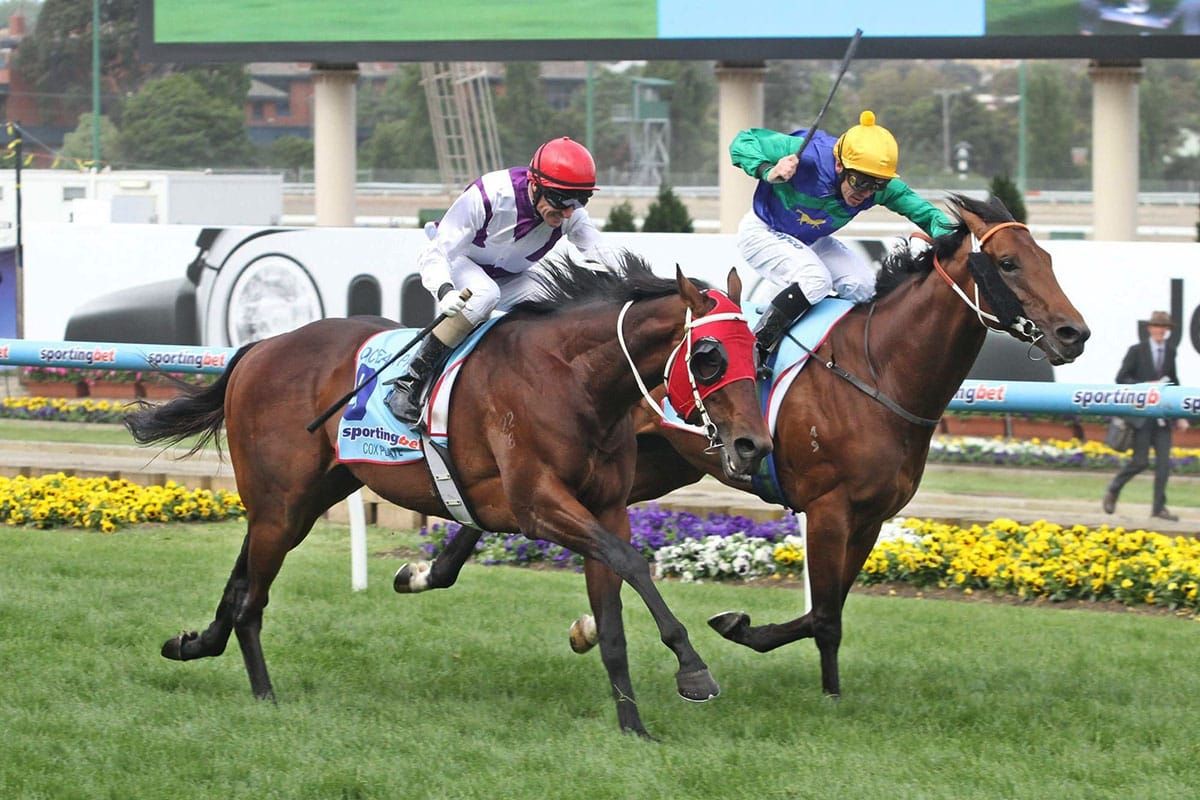 Hennessy reflects on Ocean Park’s Cox Plate heroics